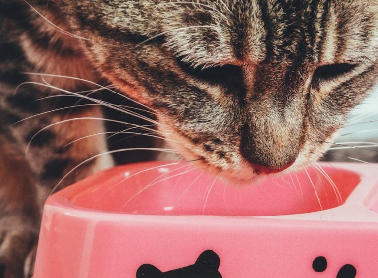 How to feed a cat with diabetes