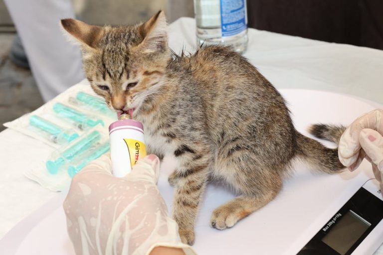 How to give a cat liquid medicine