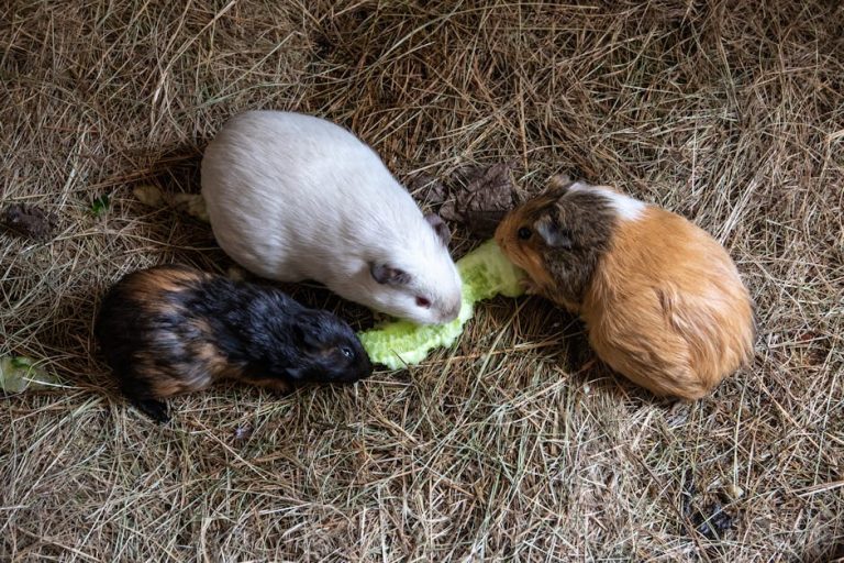 Best guinea pig food and hay reviewed