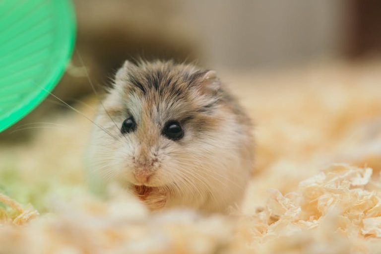 Best hamster cages reviewed 2025