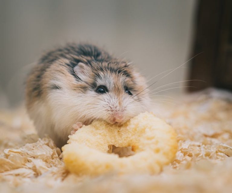 Best hamster food mixes reviewed