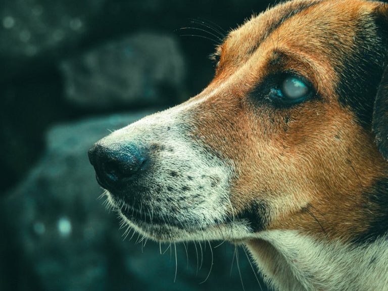 How to help a dog with arthritis at home