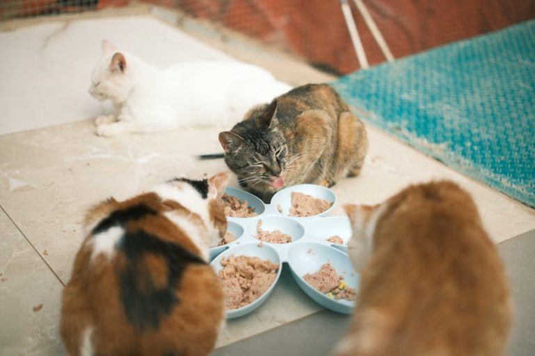Best high-protein cat foods reviewed