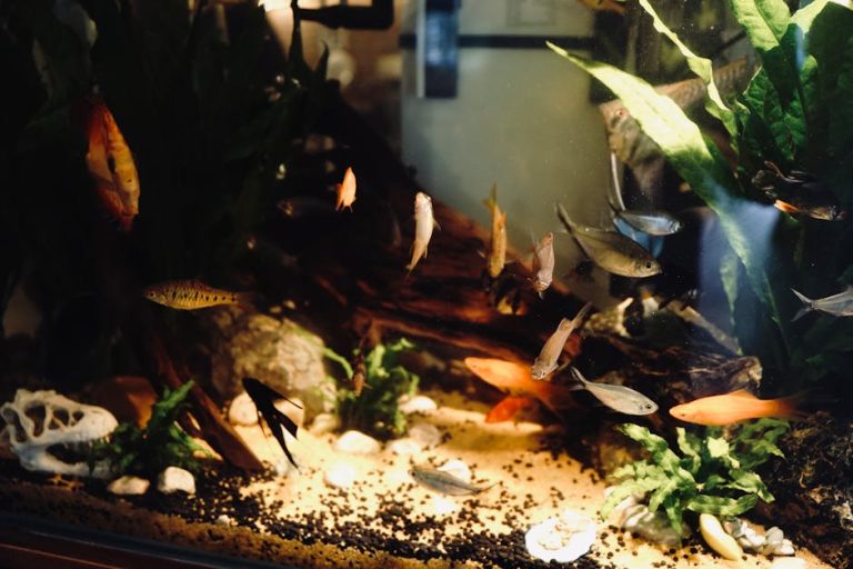 How to introduce new fish to a tank safely