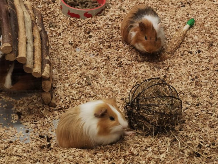 How to introduce two guinea pigs