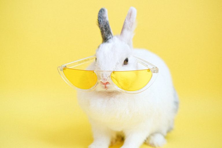 How to keep rabbits cool in summer