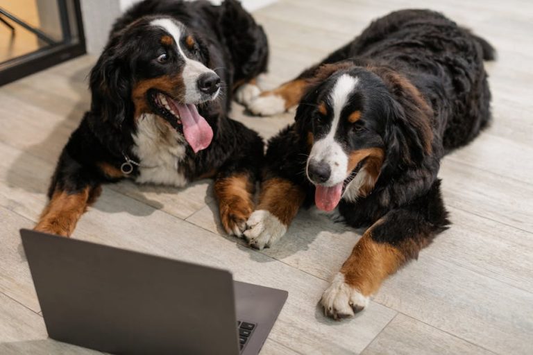 Best puppy food brands for large breeds