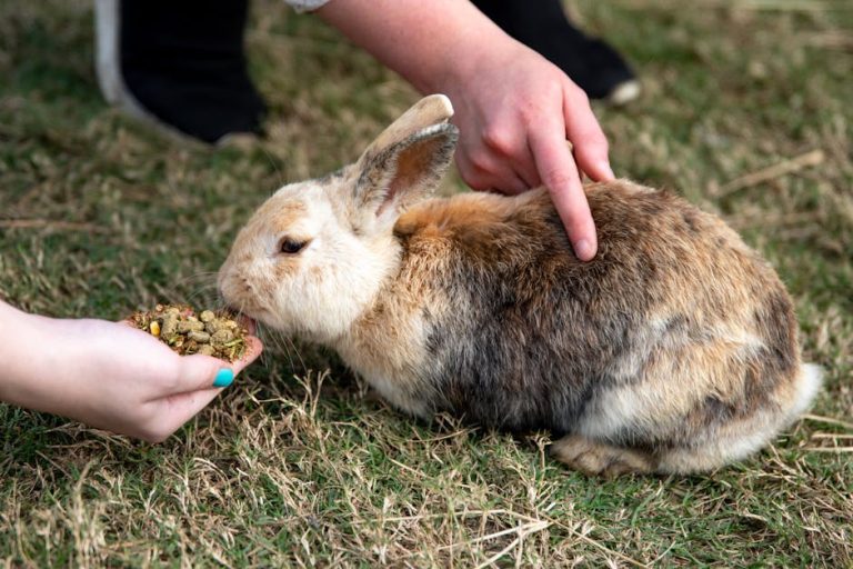 Best rabbit pellets and treats reviewed