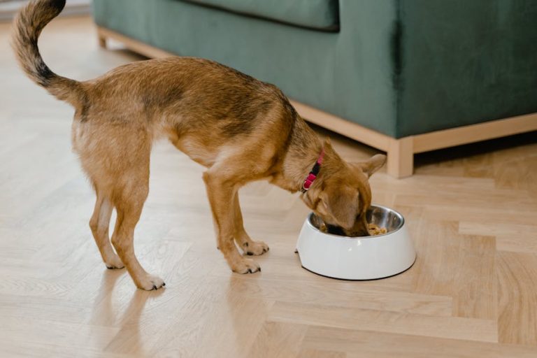 Best raw dog food brands reviewed