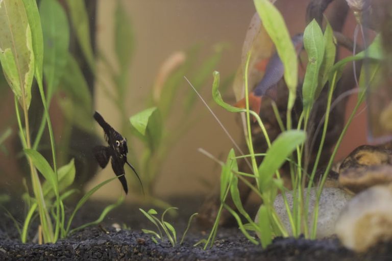 How to set up a planted aquarium cheaply