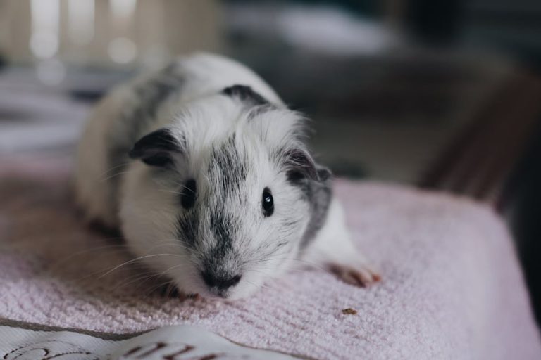 How to spot illness in small pets early