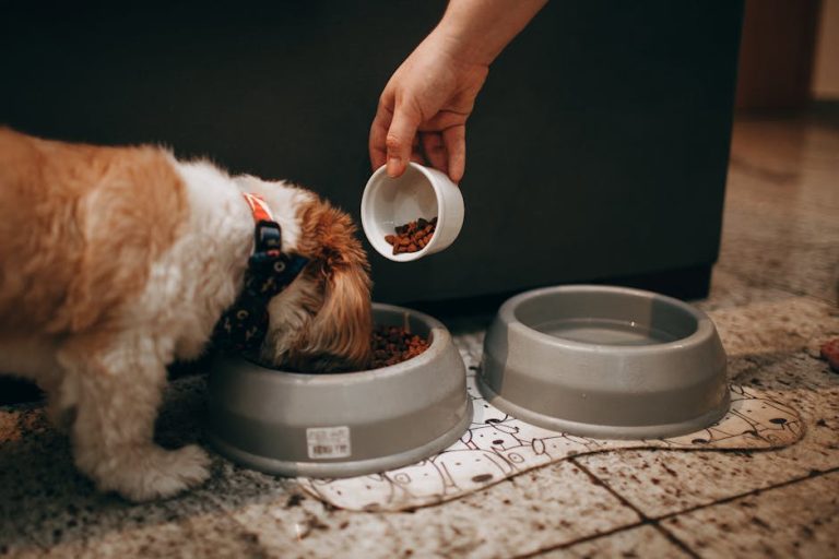 How to switch dog food without upset stomach