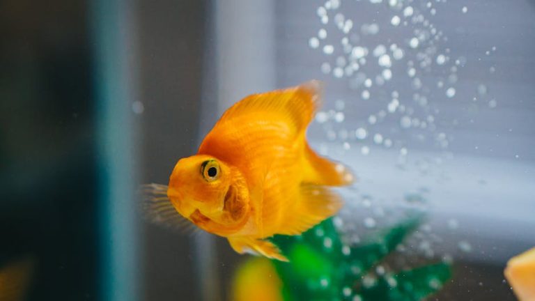 How to treat ich in a fish tank