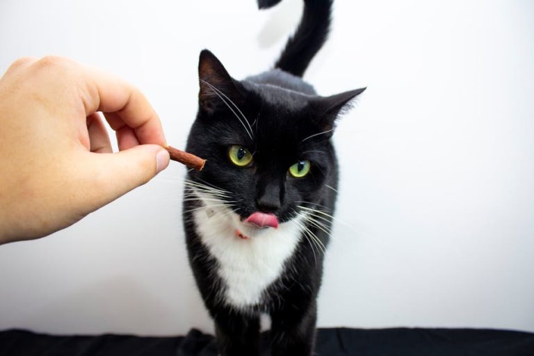 Best wet cat food brands reviewed
