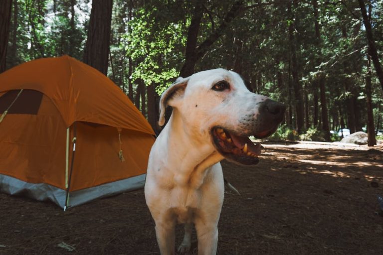 How to camp with a dog for beginners
