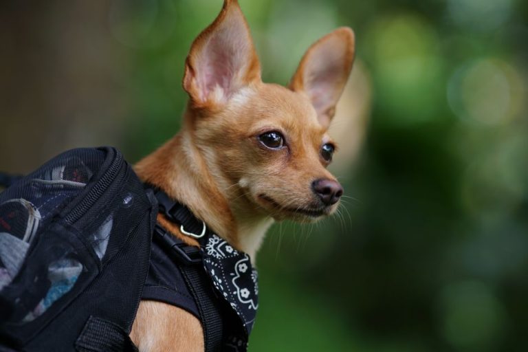 Best dog backpacks and saddlebags