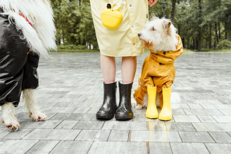 Best dog boots for hot pavement