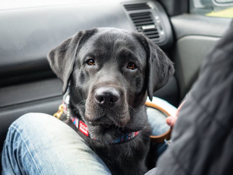 Best dog car seat covers reviewed
