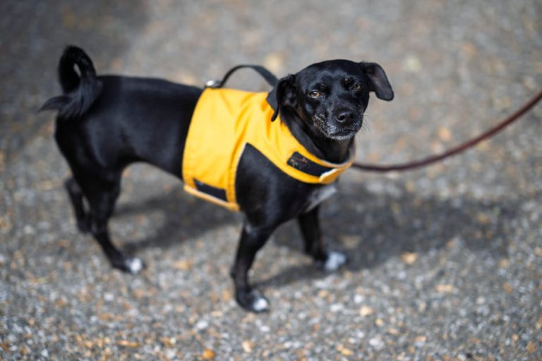 Best dog life jackets reviewed