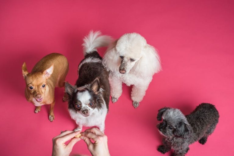 Best dog treats for training reviewed