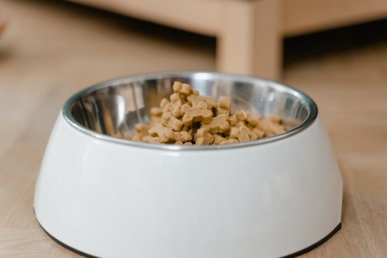 Dry vs wet vs raw pet food compared