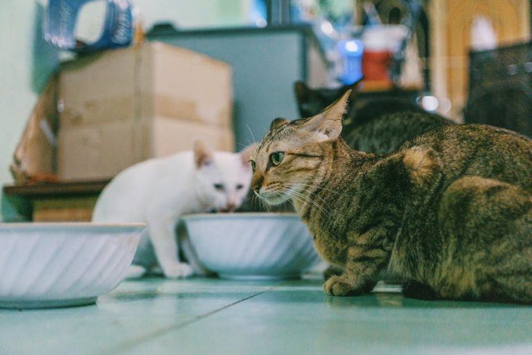 How to feed multiple pets without conflict