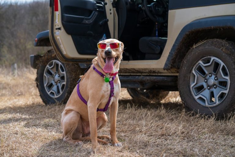 How to keep pets cool on road trips