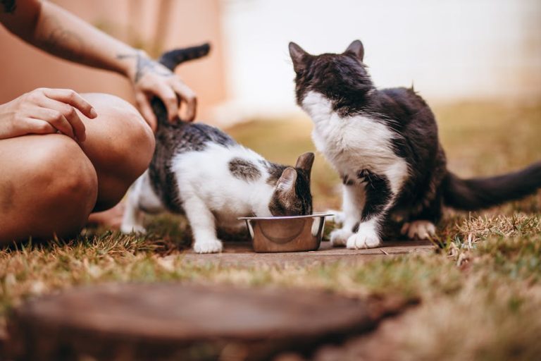 How to manage food allergies in pets