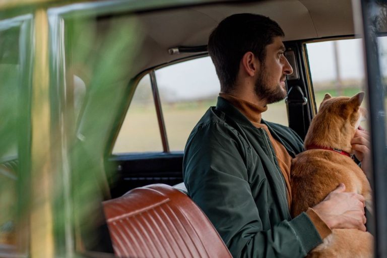 How to travel by car with a dog safely
